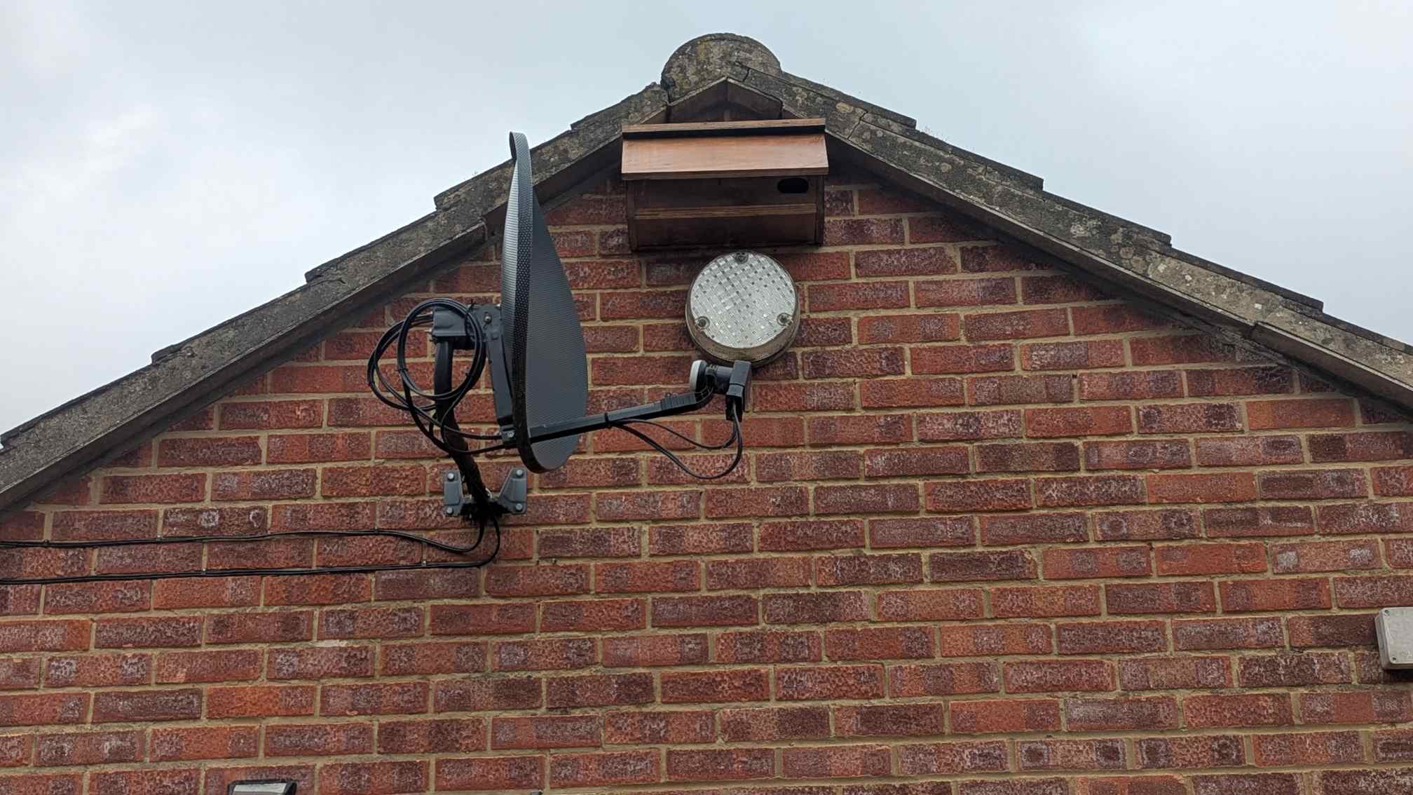 Common Swift on Nest Box