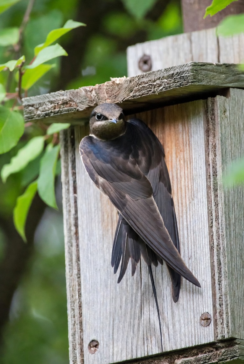 Common Swift on Nest Box